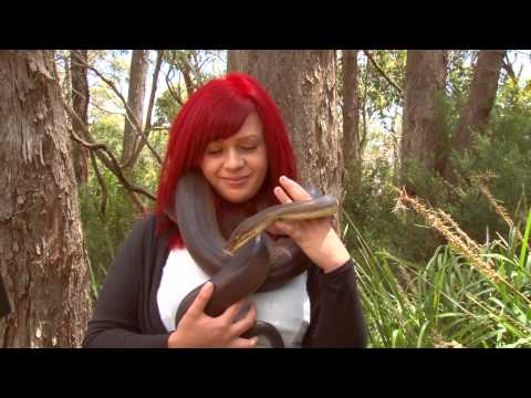 Kaurna for Kids - Animals