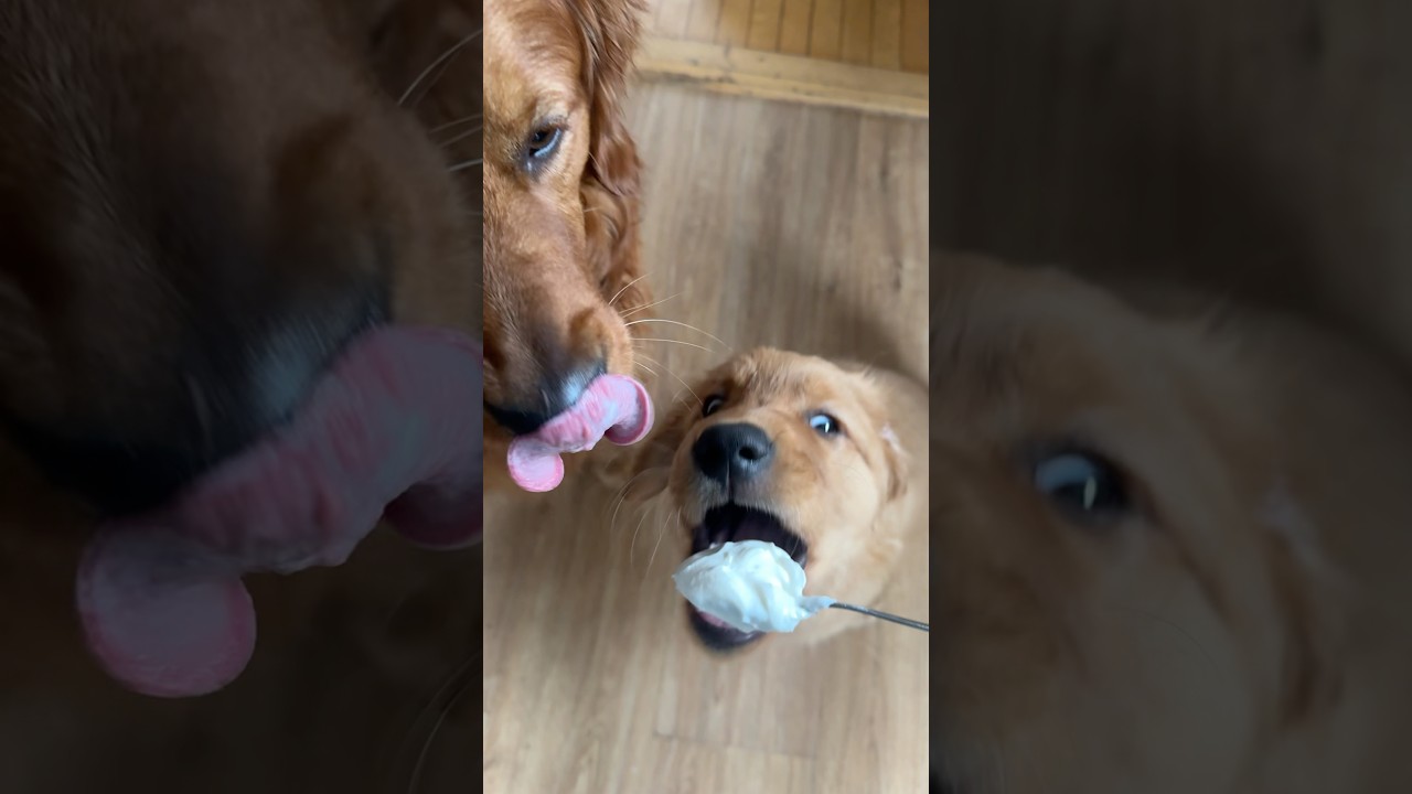 Even Luke wanted some Greek yogurt on this day! #goldens #goldenretrievers #greekyogurt #dogseating