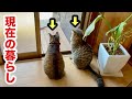 過酷な生立ちを乗り越えた猫の現在の姿がこちらです