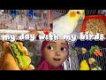 يومي مع طيوري نصائح مهمة في الفيديو ستفيذك Birds Budgie Videos Lovebirdsfarming Budgies Cute 