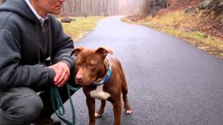 Blake The Handsome Pitbull Has Been Adopted