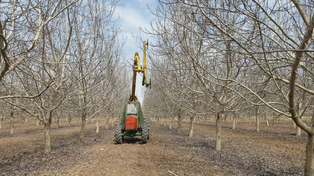 2000 Dekar Ceviz Bahçesinde Mekanik Budama