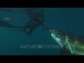 Great white shark and diver face to face without a cage