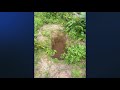 Homem foi obrigado a cavar a própria sepultura escapa da morte em Cururupu