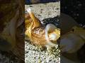 los tres animales mas venenosos del planeta #shorts  #curiosidades #miedo