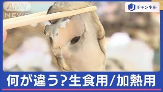 カキの“生食用”と“加熱用”何が違うかご存じですか？「鮮度」ではないんです！実は【スーパーJチャンネル】(2024年1月10日)