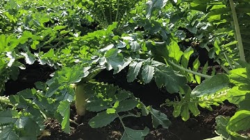 🇯🇵Lần đầu nhìn thấy ruộng củ cải trắng ở Nhật Bản