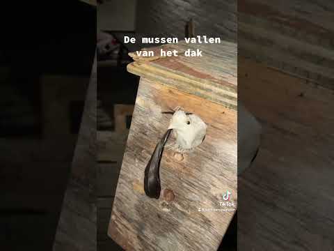 Bloed Heet Funny Humour 