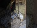 Homesteading: baby chicks, she's a good Momma!