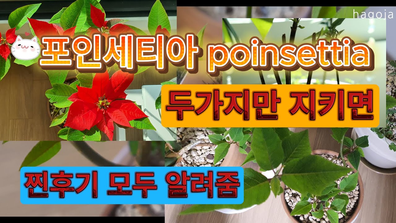 포인세티아 두가지만 알면 잘키웁니다. 포인세티아 삽목, 물꽂이