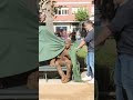 Capture de la vidéo Cornellà Reconoce A Estopa Con Una Estatua Por Sus 25 Años De Trayectoria Musical