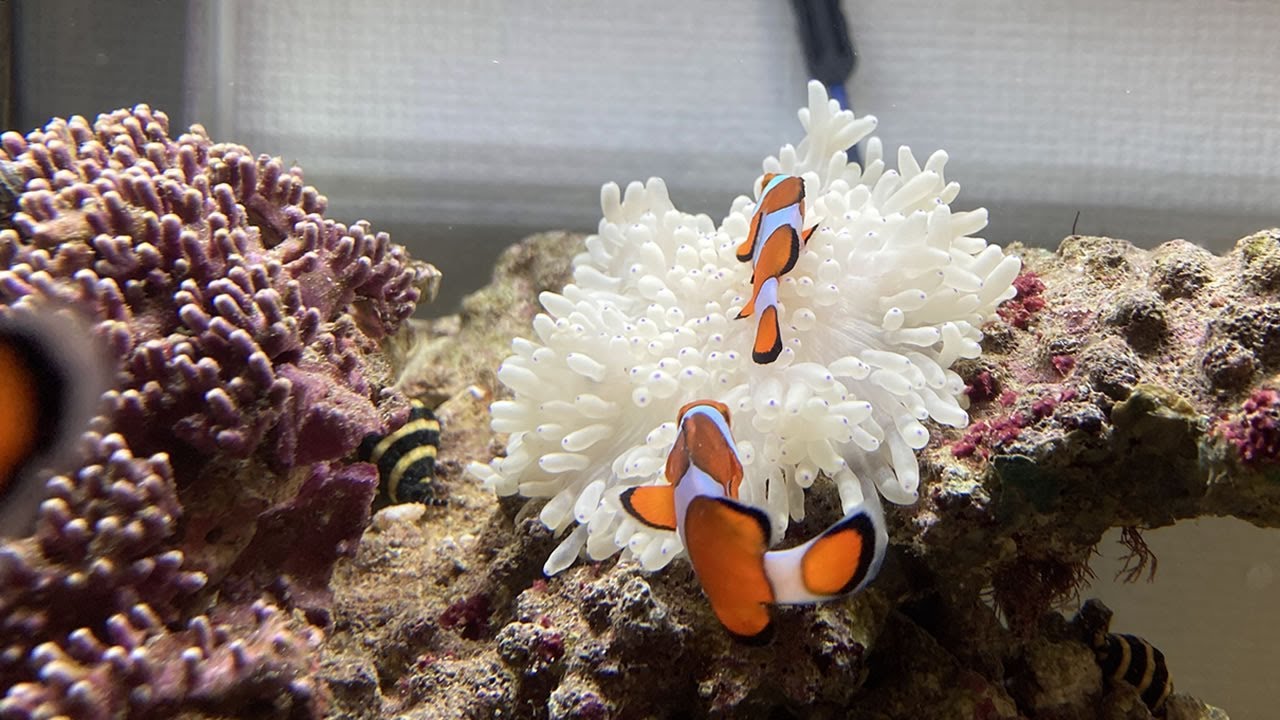 水槽ライブカメラ Aquarium Live Cam YouTube