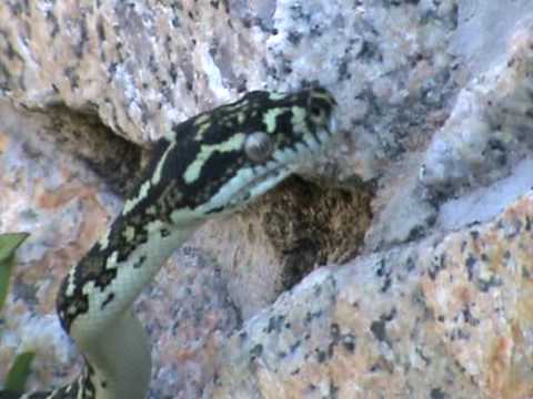 DIAMOND PYTHON