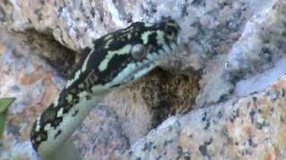 DIAMOND PYTHON