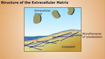 Functions of Extracellular Matrix