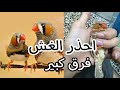 الاحجام بالفينشات الفرق بين الفنجس العادي والسوبر جامبو والجامبو جزيرة الطيور