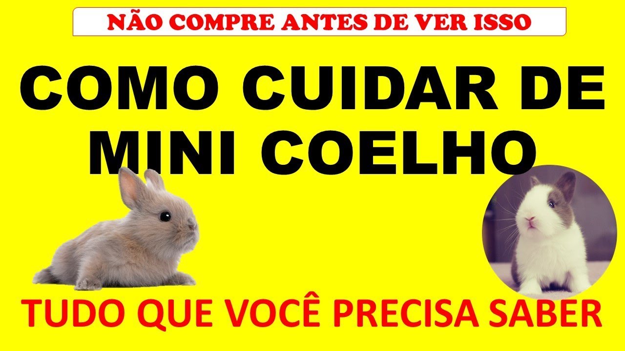 Como cuidar de mini coelho ? - YouTube