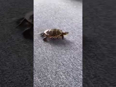 كيف تخلون السلحفاة سريعة How Do You Make A Turtle Fast 
