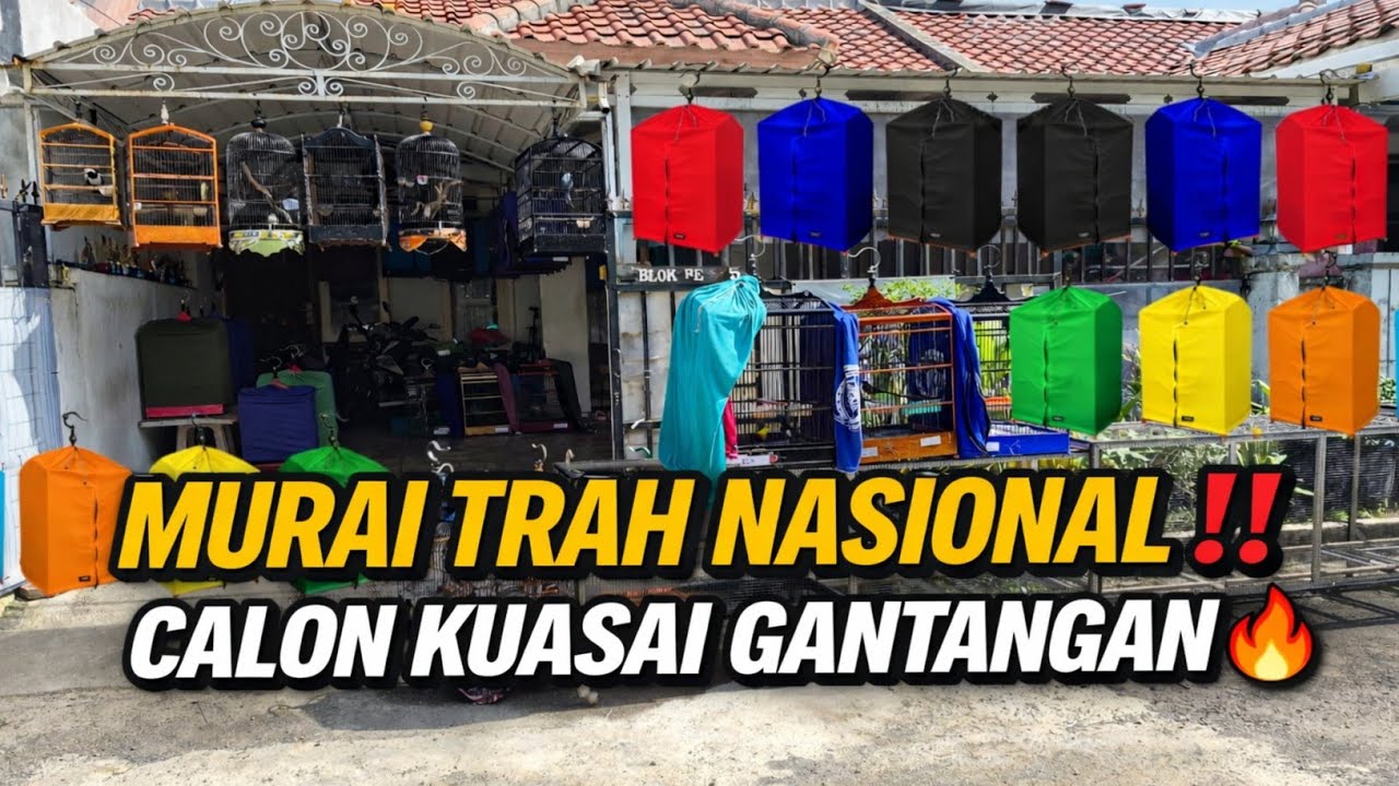GAK MASUK AKAL‼️ MURAI TROTOL TRAH NASIONAL DI RAI BF BEKASI JADI CALON KUASAI GANTANGAN🔥