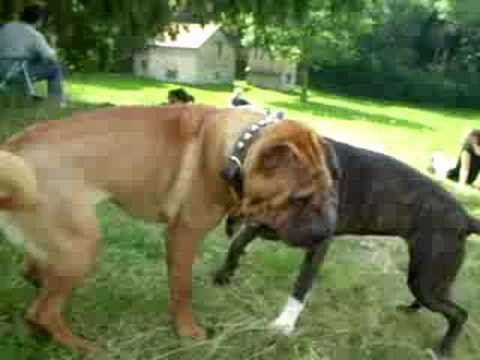 shar-pei (zenzero) vs pit-bull (zora)