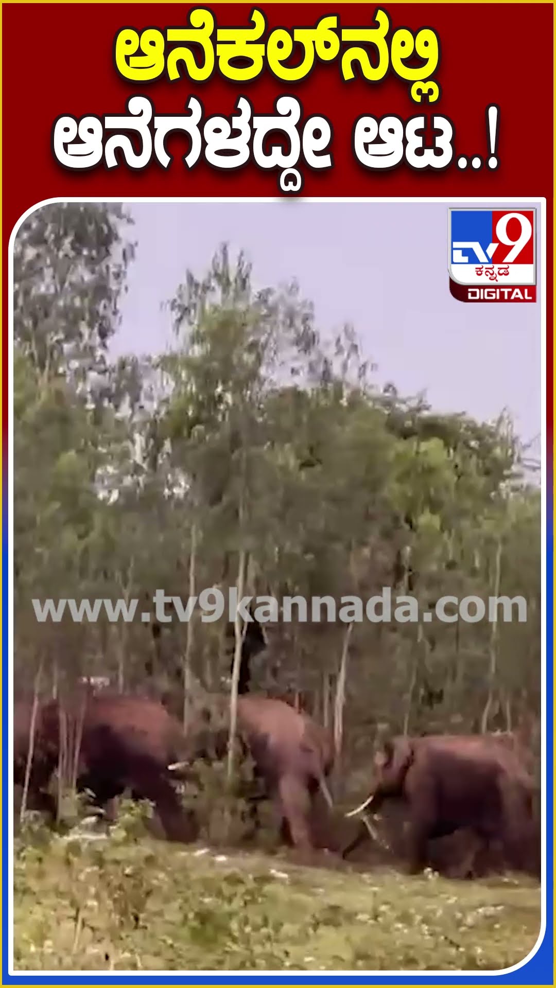 ಆನೆಕಲ್​ನಲ್ಲಿ ಆನೆಗಳದ್ದೇ ಆಟ..! #Elephant #Tv9D