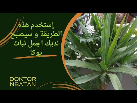 الطريقة الحقيقية و الصحيحة للعناية بنبات اليوكا