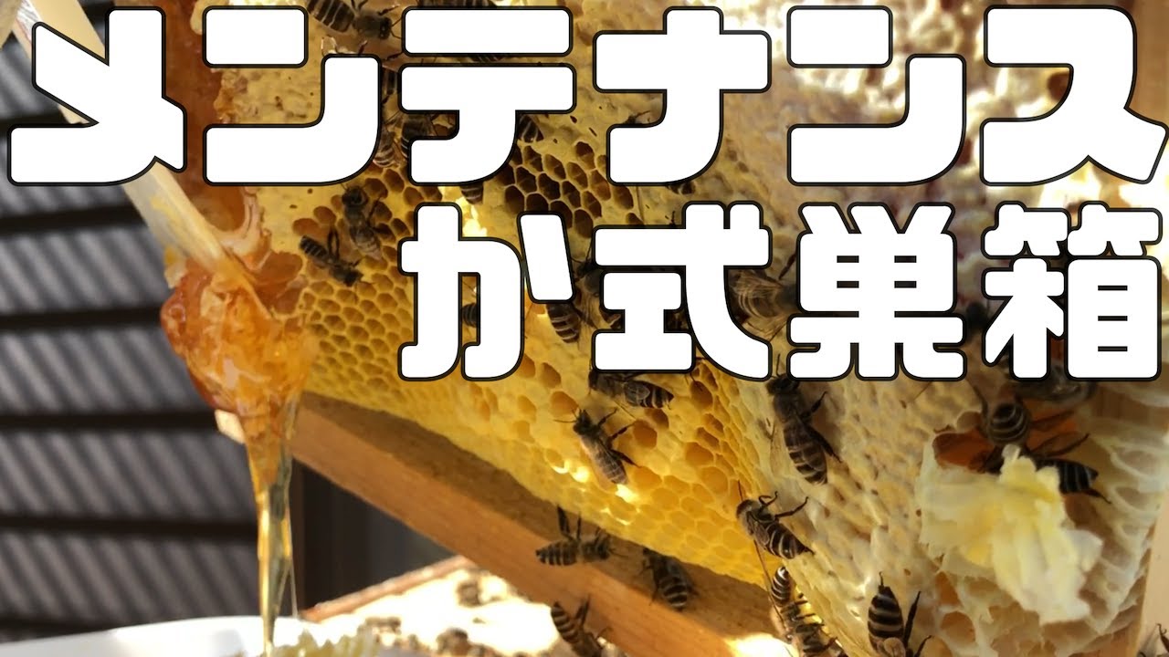 か式巣箱　巣枠式　秋のメンテナンス　無駄巣の除去【日本ミツバチ庭先養蜂】【自然養蜂家】【か式養蜂】