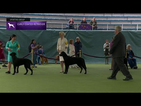 Vídeo: Dandie Dinmont Terrier