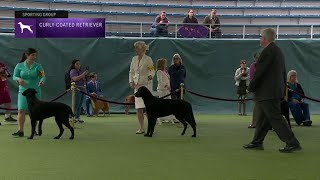 Retrievers (Curly Coated) | Breed Judging 2023