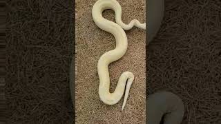 White Snakes (Check Description) #shorts