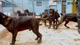 A visit to the new dog kennel of House of Amonya after official unveiling