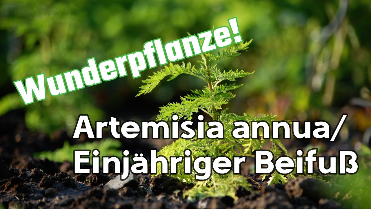 Männerleiden: Die unterschätzten Gesundheitsherausforderungen  | Unter der Lupe | QS24