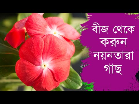 ভিডিও: কীভাবে কৃত্রিম গাছ তৈরি করবেন