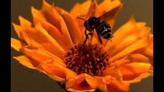 Drunk Bee in UltraSlo