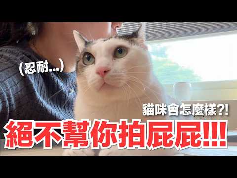 [Lady Flavor] Absolutely Refusing to Give You Butt Pats!!! How Will the Cat React?! | Flavor Cat ...