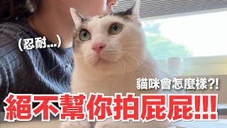 【好味小姐】絕不幫你拍屁屁！！！貓咪會怎麼樣？！｜好味貓日常270