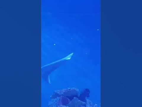 Prettiest sharks! - YouTube