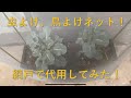 「ブロッコリーベランダ菜園１」虫除け、鳥除け対策！