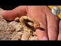 Stung by a Scorpion - with Sting Closeup!