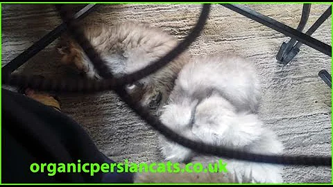 Watch the video about Chinchilla and golden chinchilla persian kittens... the super lazy lot