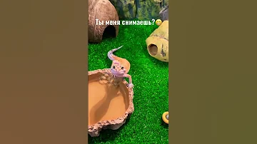 Эублефар по имени Сырок😊
