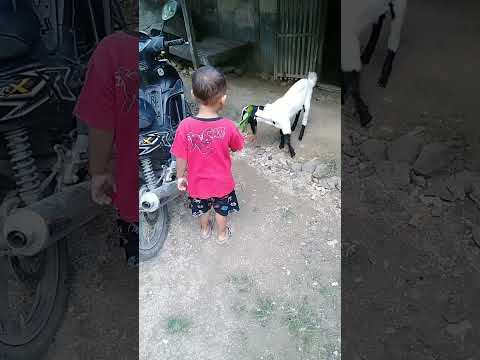 Anak Balita Makan Daging Kambing