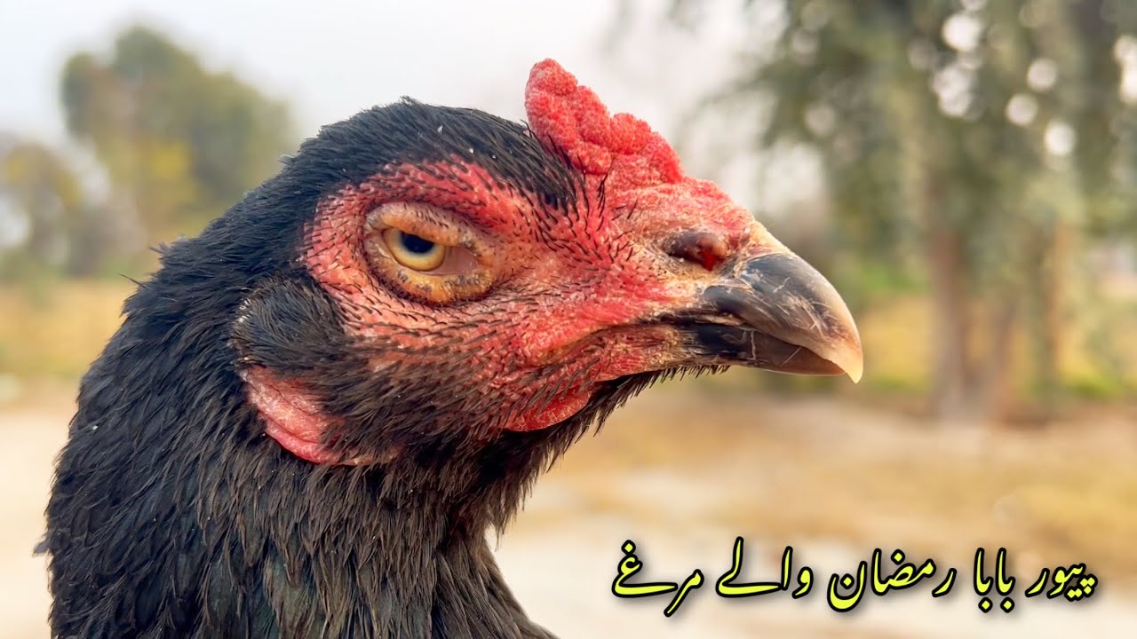 Ustad Razman Ustad ramzan waly pure aseel murghy or murgi | استاد رمضان رما پیور ...