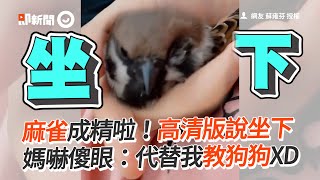 麻雀成精會講「坐下」媽嚇傻眼代替我教狗狗XD寵物鳥說話動物救援精選影片