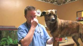 How to Treat a Pulled Muscle in a Dog