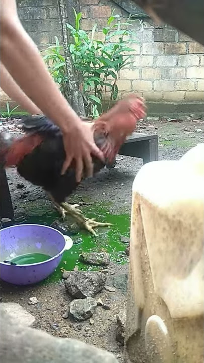 Cara mengobati ayam yang pusing