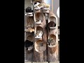猫島のエサやりがおもしろい 野良猫 感動猫動画 #Shorts