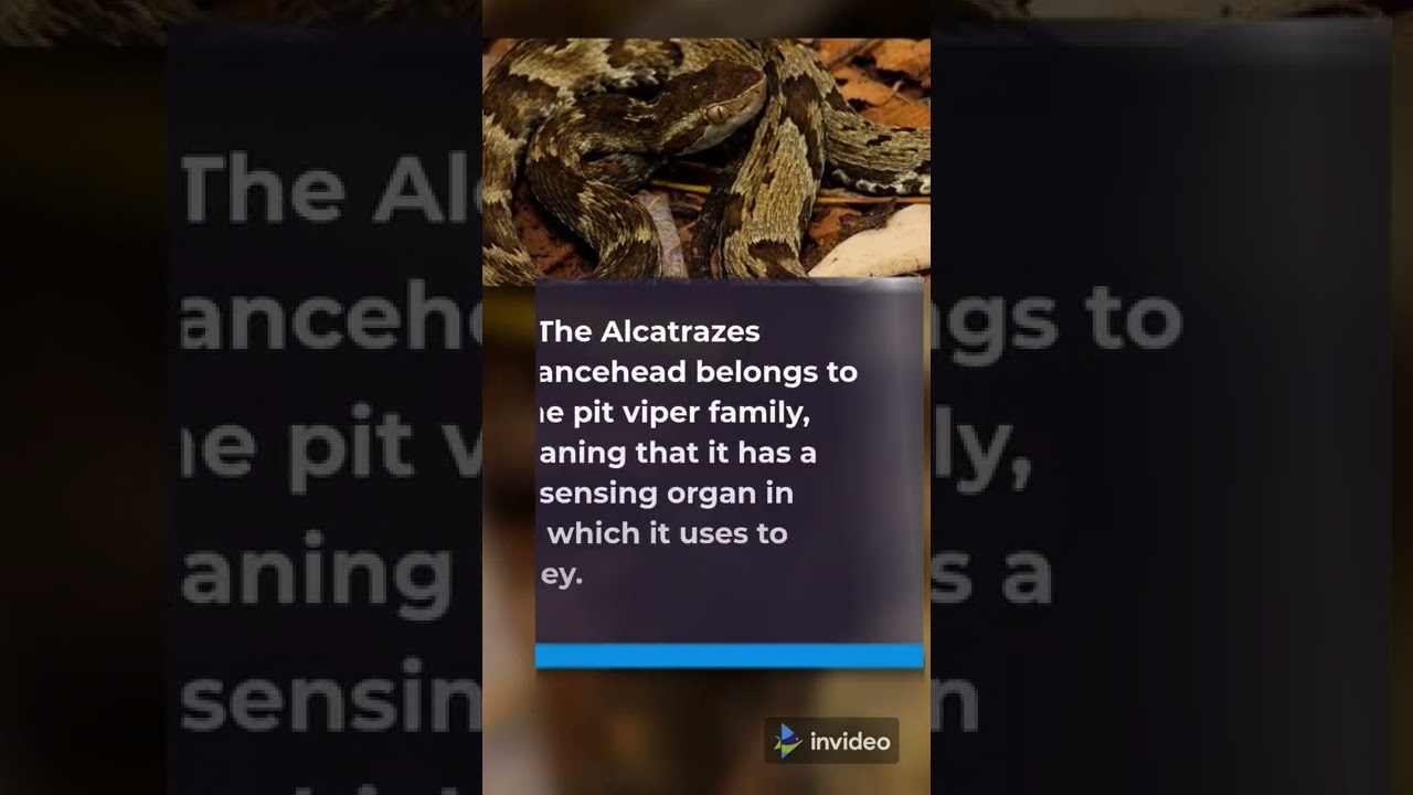 Alcatrazes lancehead, rarest snake species in the world 🐍 