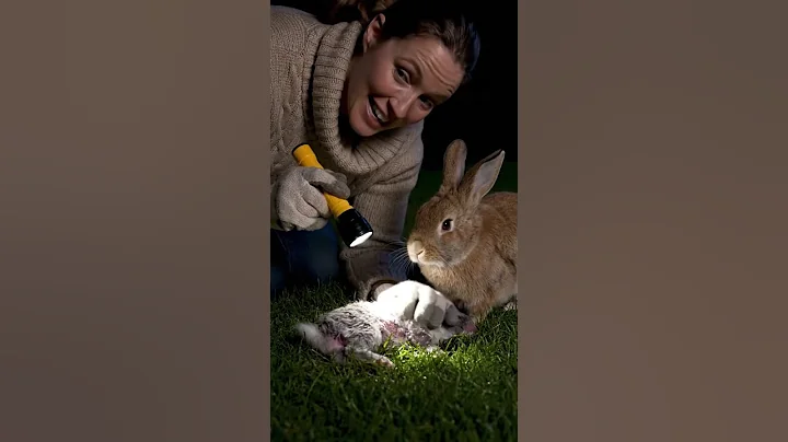 A Mother Rabbit Begged for Help — What Happened Next Melted Hearts