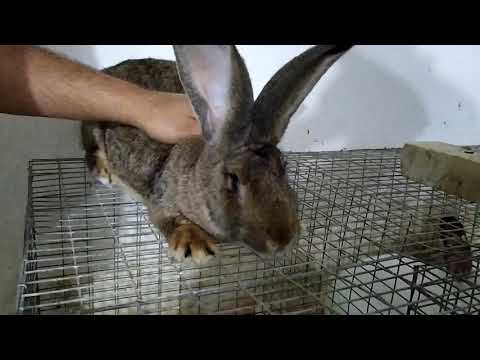Video: Pasxa Heyvan Bunny-Dovşan Almaq üçün Yaxşı Bir Vaxt Deyil